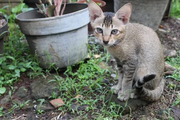 Indonesisch Lokaal Kitten Pose Het Kitten Actie Leuke Kittens Tuin — Stockfoto