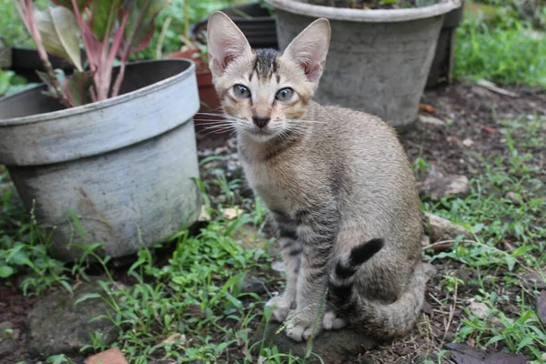 位置にインドネシアの地元の子猫 子猫が行動しています 庭のかわいい子猫 ロイヤリティフリーのストック画像