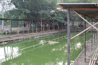 Jakarta 'daki balık havuzunda ziyaretçi yok.