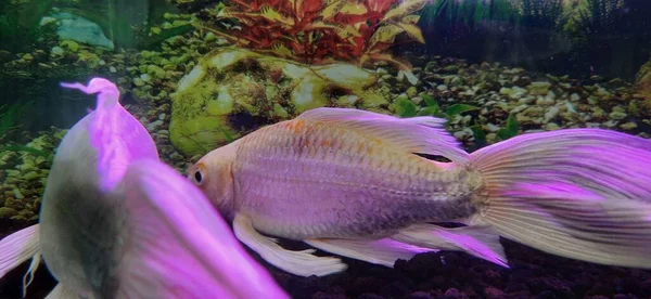 Dos Peces Blancos Acuario Casa — Foto de Stock