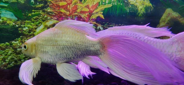 Dos Peces Blancos Acuario Casa — Foto de Stock