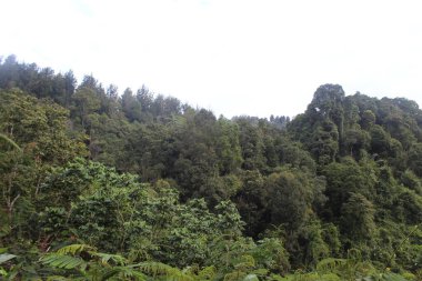 Batı Java Endonezya 'da tropik yeşil orman