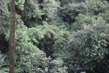 Batı Java Endonezya 'da tropik yeşil orman