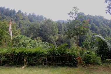 Batı Java Endonezya 'da tropik yeşil orman