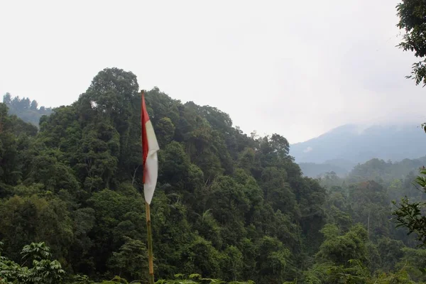 Hutan Hijau Tropis Jawa Barat Indonesia — Stok Foto