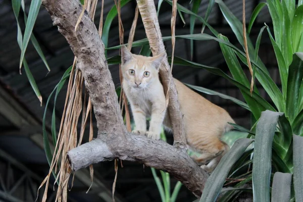 Gele Kat Boom — Stockfoto