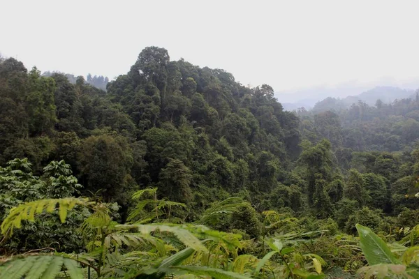 Tropisch Groen Bos West Java Indonesië — Stockfoto