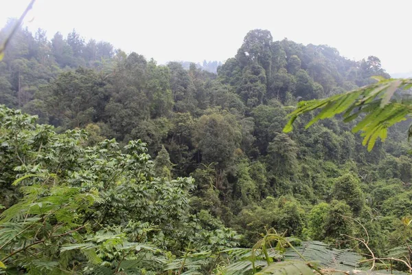 Trópusi Zöld Erdő Nyugat Jáva Indonéziában — Stock Fotó