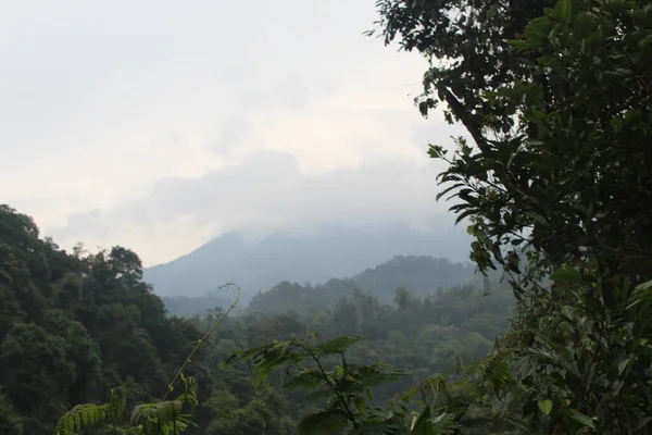 Tropischer Grüner Wald Westjava Indonesien — Stockfoto