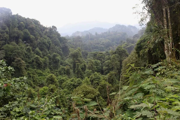 Tropischer Grüner Wald Westjava Indonesien — Stockfoto