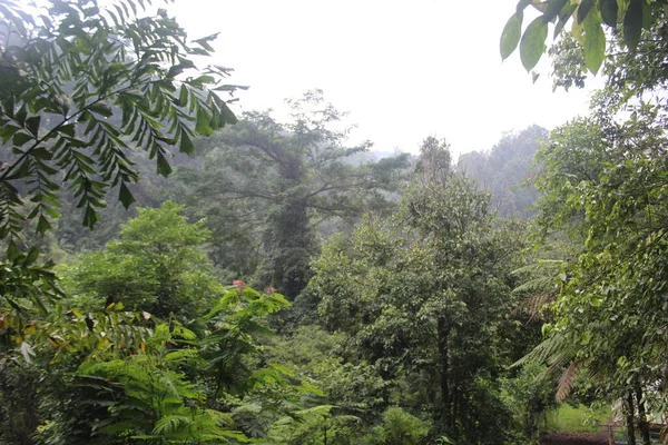Τροπικό Πράσινο Δάσος Στη Δυτική Ιάβα Ινδονησία — Φωτογραφία Αρχείου