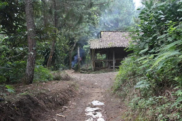 Uma Trilha Floresta Uma Montanha West Java — Fotografia de Stock