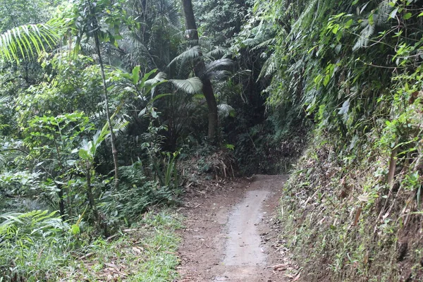 Een Spoor Het Bos Een Berg West Java — Stockfoto