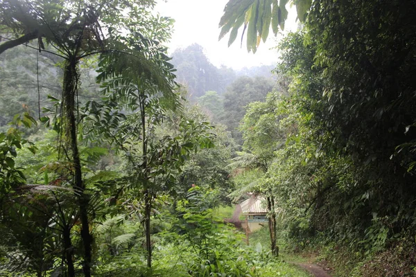 Forêt Tropicale Verte Dans Ouest Java Indonésie — Photo