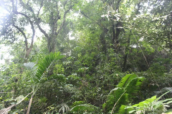 Floresta Verde Tropical Java Ocidental Indonésia — Fotografia de Stock