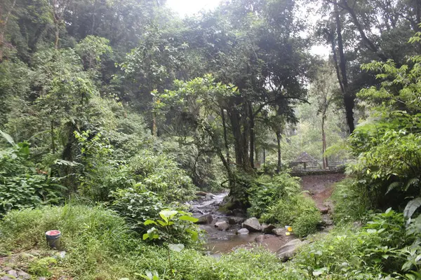 Tropisch Groen Bos West Java Indonesië — Stockfoto