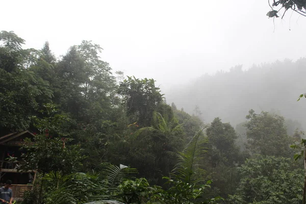 Foresta Tropicale Verde Giava Occidentale Indonesia — Foto Stock