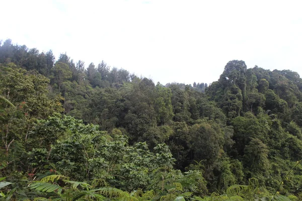 Тропічний Ліс Західній Яві Індонезія — стокове фото