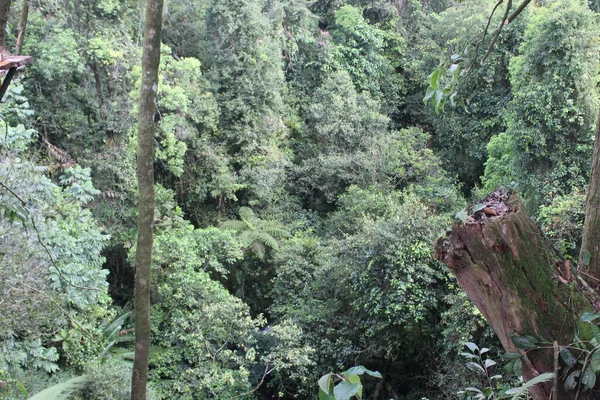 Hutan Hijau Tropis Jawa Barat Indonesia — Stok Foto