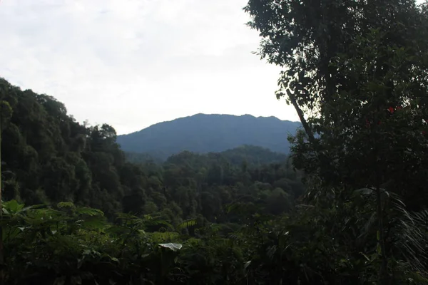 Tropischer Grüner Wald Westjava Indonesien — Stockfoto