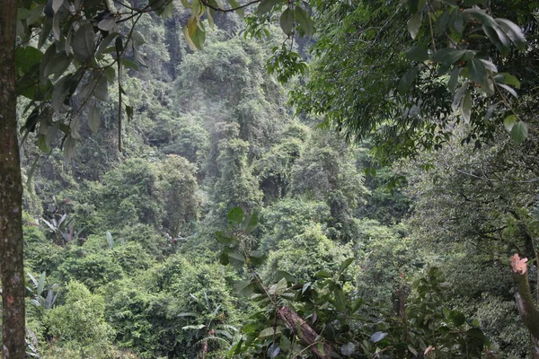 Forêt Tropicale Verte Dans Ouest Java Indonésie — Photo