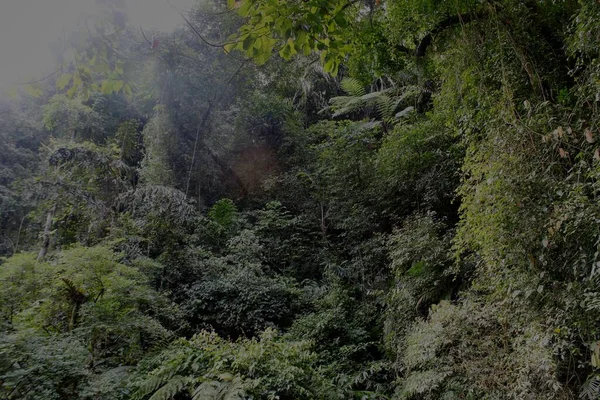 Τροπικό Πράσινο Δάσος Στη Δυτική Ιάβα Ινδονησία — Φωτογραφία Αρχείου