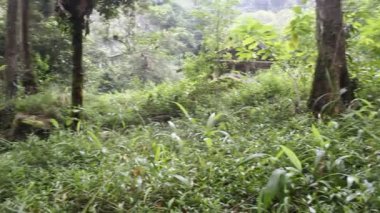 Batı Java Endonezya 'da tropik yeşil orman