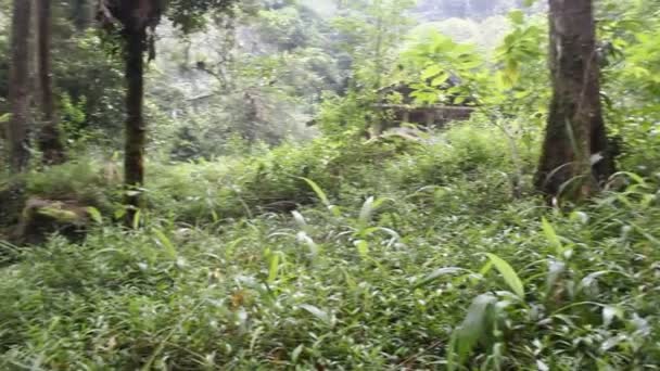 Forêt tropicale verte dans l'ouest de Java Indonésie