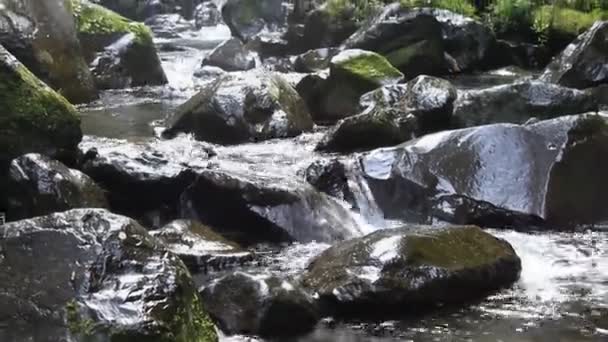 Streams Clear Fresh Water — Stock Video