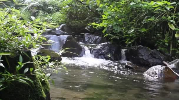 Streams Clear Fresh Water — Stock Video