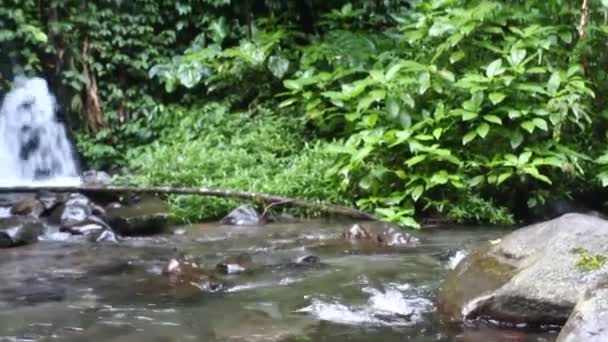 Wasserfall Tropischen Grünen Wäldern Westjava Indonesien — Stockvideo