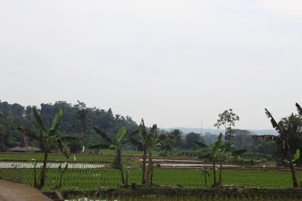 Omfattande Risfält Började Bli Gröna Indonesien — Stockfoto