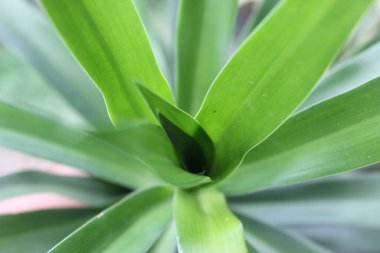 Beyaz ve yeşil yapraklı bitkiler