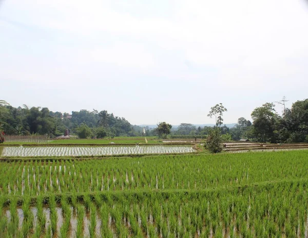 Великі Рисові Поля Стали Зеленими Індонезії — стокове фото
