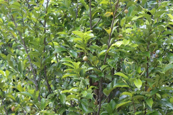 Árbol Verde Jardín Casa — Foto de Stock