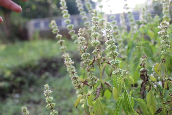 Jakarta 'da bir şehir parkında.