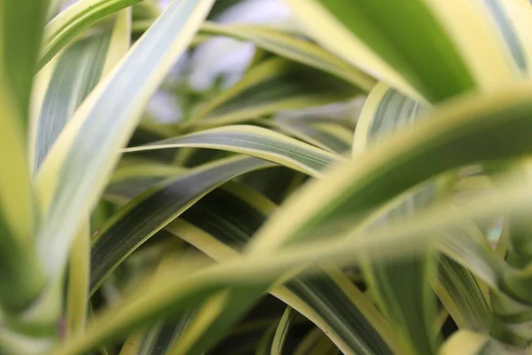 白と緑の葉を持つ植物 — ストック写真