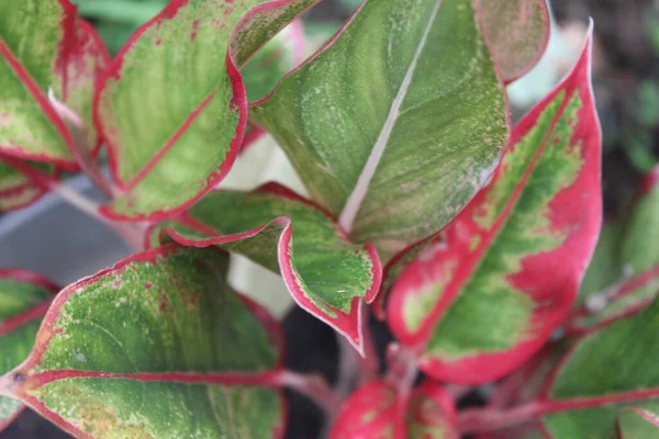 红色和绿色叶子的植物 — 图库照片
