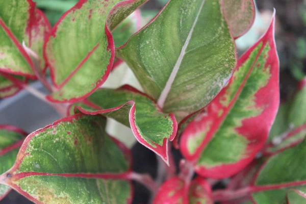 Tanaman Dengan Daun Merah Dan Hijau — Stok Foto