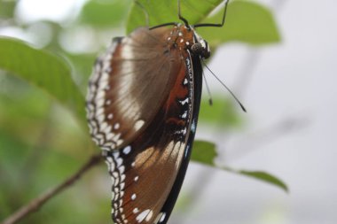 Guava ağacına tünemiş güzel kelebekler