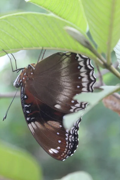 Красивые Бабочки Сидят Гуаве — стоковое фото
