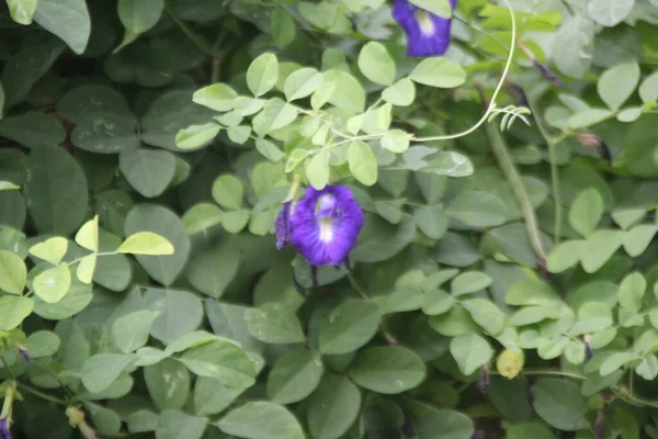 Flor Azul Com Fundo Verde Licença — Fotografia de Stock