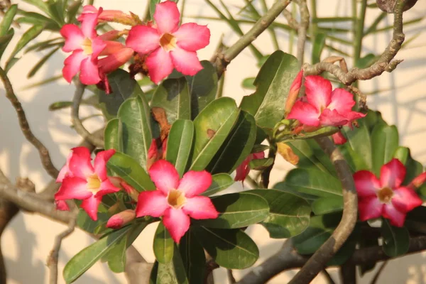 Růžový Květ Adenium Obseum Desert Rose Květiny Zahradě Stock Fotografie