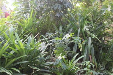 Evin arkasındaki yeşil çalılar.