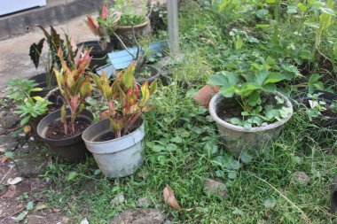 Arka bahçedeki yeşil bahçe.