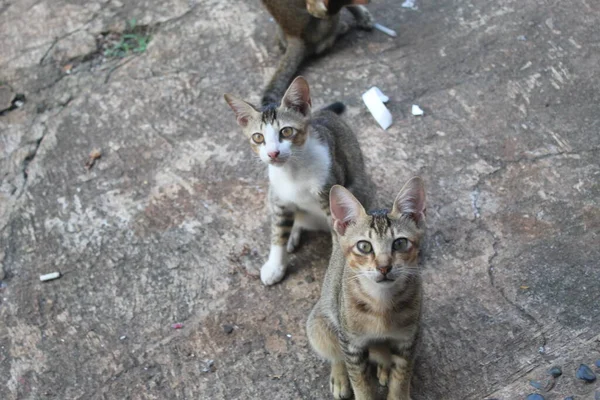 Drie Aziatische Katten Zijn Alert Katten Wachten Voedsel — Stockfoto