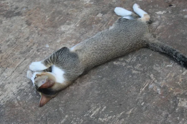 Asiático Gato Acostado Suelo —  Fotos de Stock