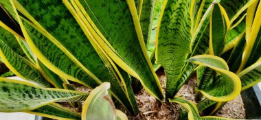 Silindirik yılan santrali veya Sansevieria silindiri. Kirliliği emmek için bitkiler