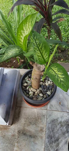 Evin Önündeki Saksılarda Süs Bitkileri Ana Sayfayı Süslemek Için Bitkiler — Stok fotoğraf