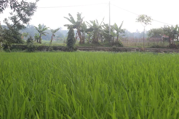 西爪哇稻田的早晨气氛 — 图库照片
